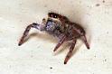 Carrhotus_xanthogramma_RF0689_Z_86_Les Gris_Frankrijk